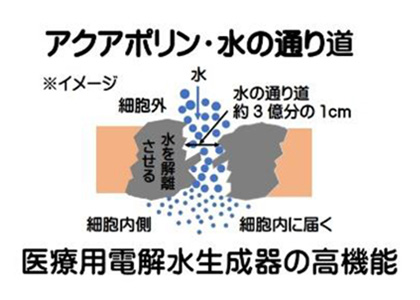 細胞内に瞬時に入る解離水