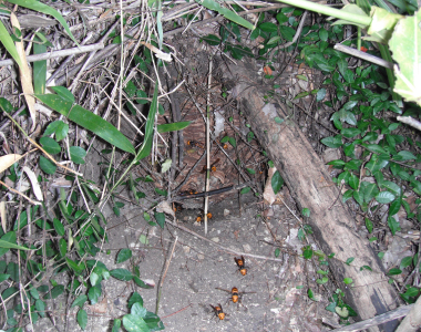 スズメバチの巣現地調査