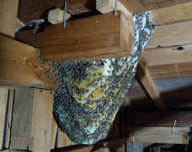 スズメバチの巣現地調査